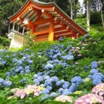 三室戸寺のあじさい2016の見頃時期や開花情報！ライトアップはあるの？