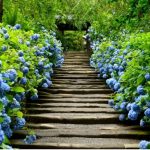鎌倉明月院の紫陽花2016の開花状況と見頃の時期やアクセス方法