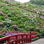 形原温泉あじさいの里2016の見頃の時期と開花状況！アクセス方法は？