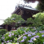 白山神社(文京区)のあじさい2016の開花・見頃の時期や駐車場情報