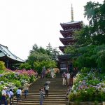 千葉県松戸市本土寺のあじさい2016の見ごろの時期や開花情報は？