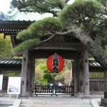 鎌倉長谷寺の紫陽花2016の見ごろ時期や開花状況そして混雑時間は？