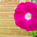 簡単♪折り紙で立体な朝顔の折り方！つぼみや葉っぱの作り方もあり