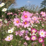 昭和記念公園のコスモス祭り2016の開花状況や見頃の時期