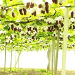 愛知県岡崎市のぶどう狩りの時期や食べ放題でおすすめの人気農園4選