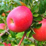 信州長野県のりんご狩りの時期やおすすめ農園ランキング!料金や品種は?